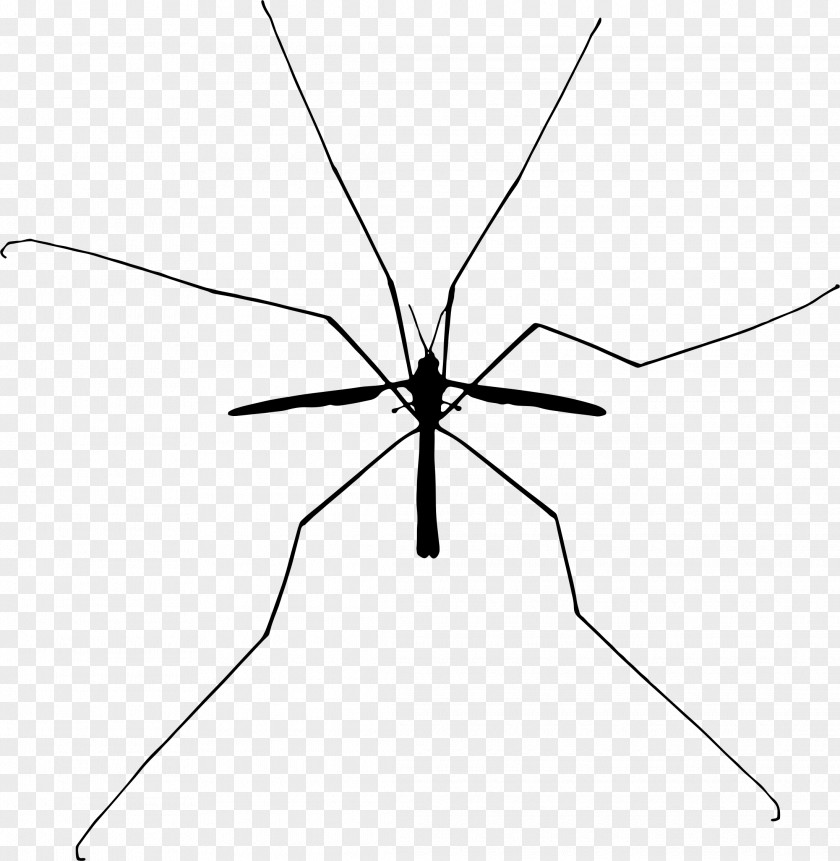 Spider Drawing Silhouette Insect Vector Graphics Clip Art Mosquito PNG