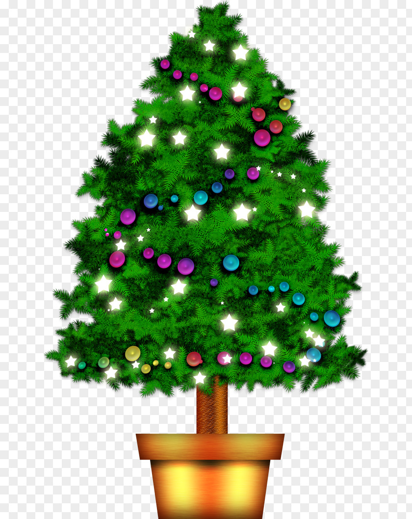 Christmas Tree Pine Fir PNG