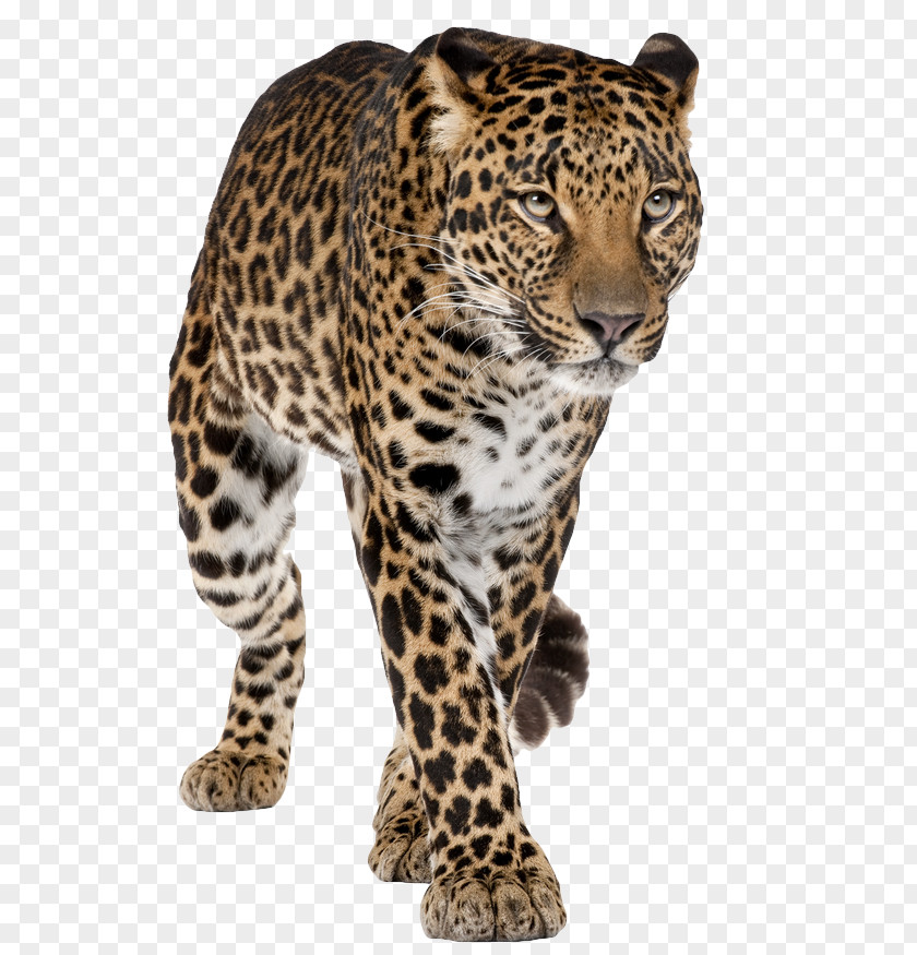 Jaguar Felidae Snow Leopard Clip Art PNG