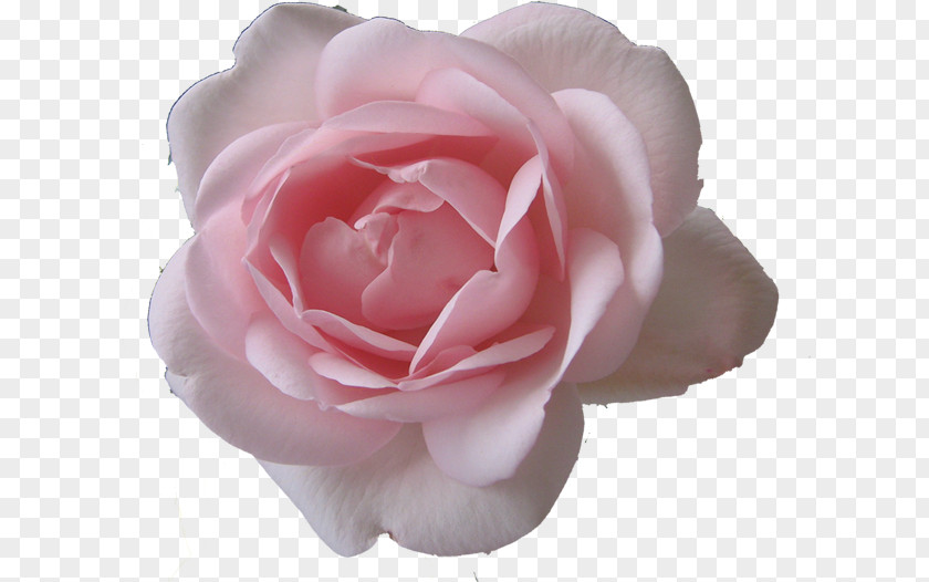Lomi Garden Roses Cabbage Rose Floribunda Japanese Camellia Cut Flowers PNG