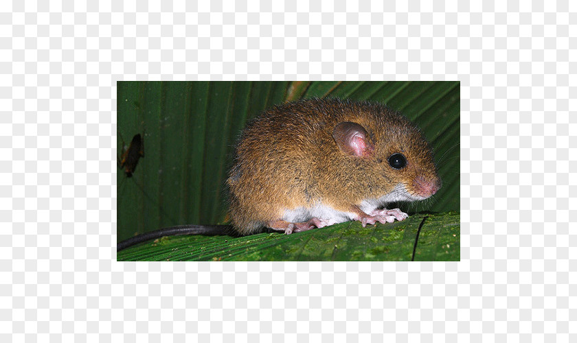Mouse Rat Gerbil Oecomys Sp. PNG