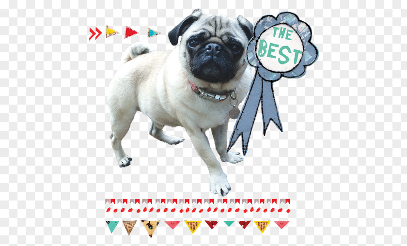 Puppy Pug Dog Breed Companion Toy PNG