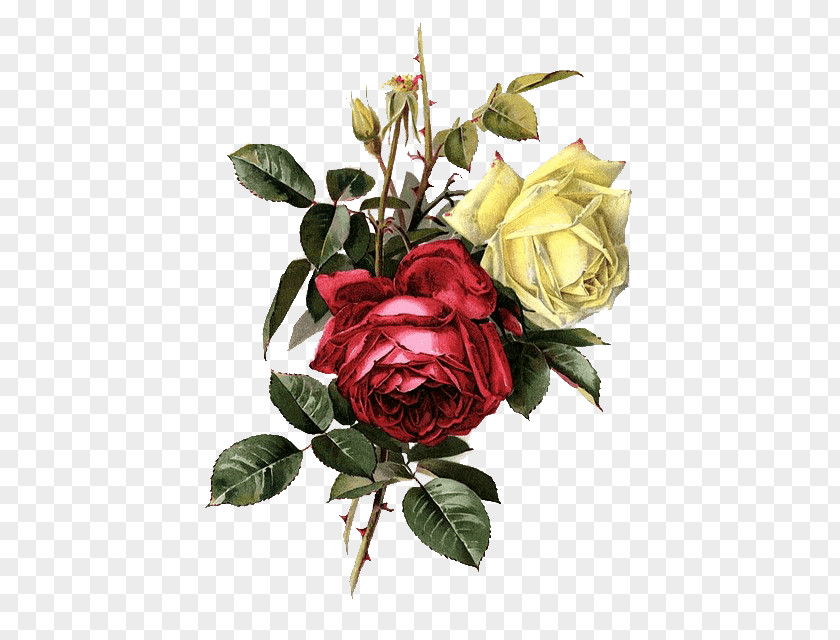 Rose A Grappolo Garden Roses Cabbage Painter Cut Flowers PNG