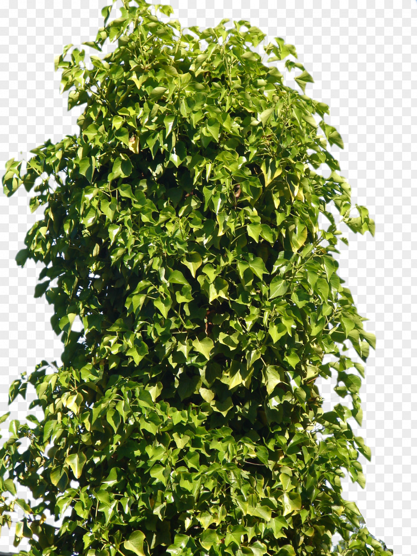 Tree Bushes Plant Shrub PNG