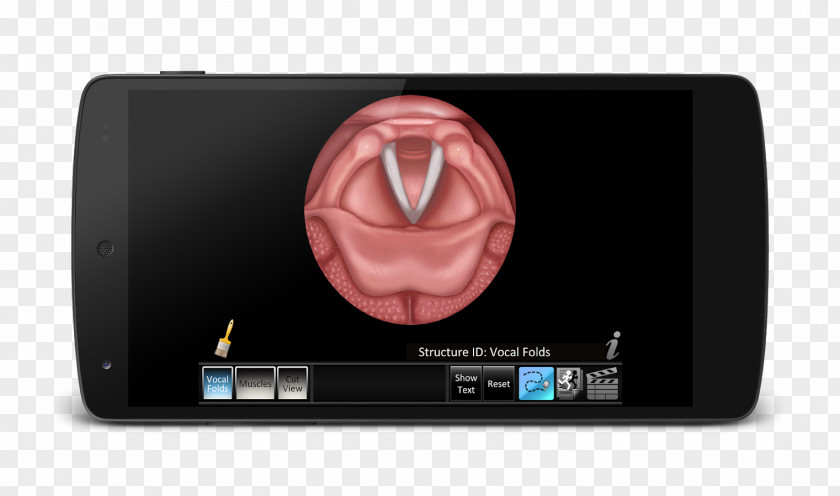 Vocal Folds Human Voice Muscles Of The Larynx Computer PNG