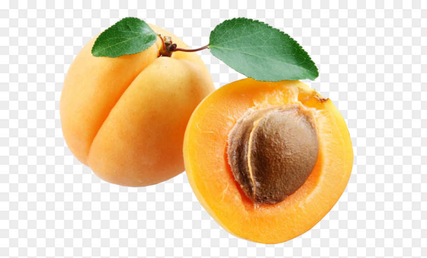 Apricot Clip Art Image Openclipart PNG