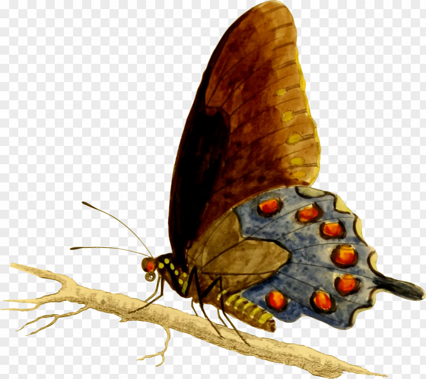 Butterfly Swallowtail Battus Philenor Black PNG
