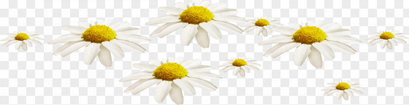 Chrysanthemum Common Daisy Oxeye Roman Chamomile Sunflower PNG