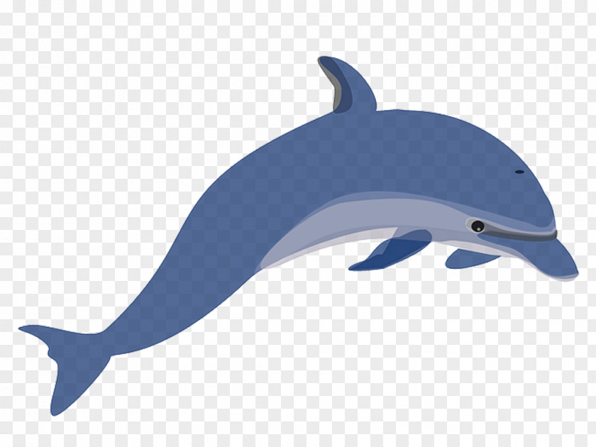 Dolphin Clip Art PNG