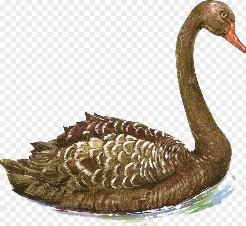 Duck Cygnini Painting Animal PNG