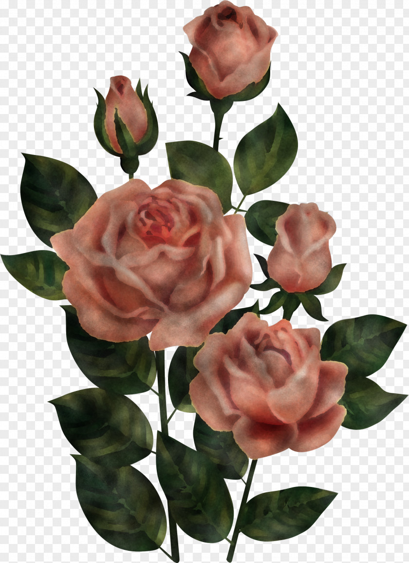 Garden Roses PNG