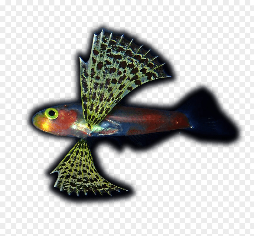 Genus Cinematography Juvenile Fish Scuba Diving PNG