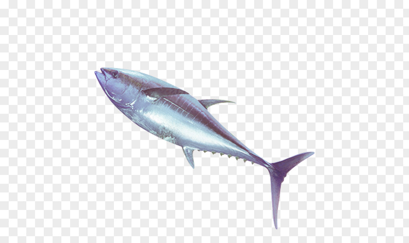 Tuna Thunnus Swordfish Oily Fish Seafood PNG
