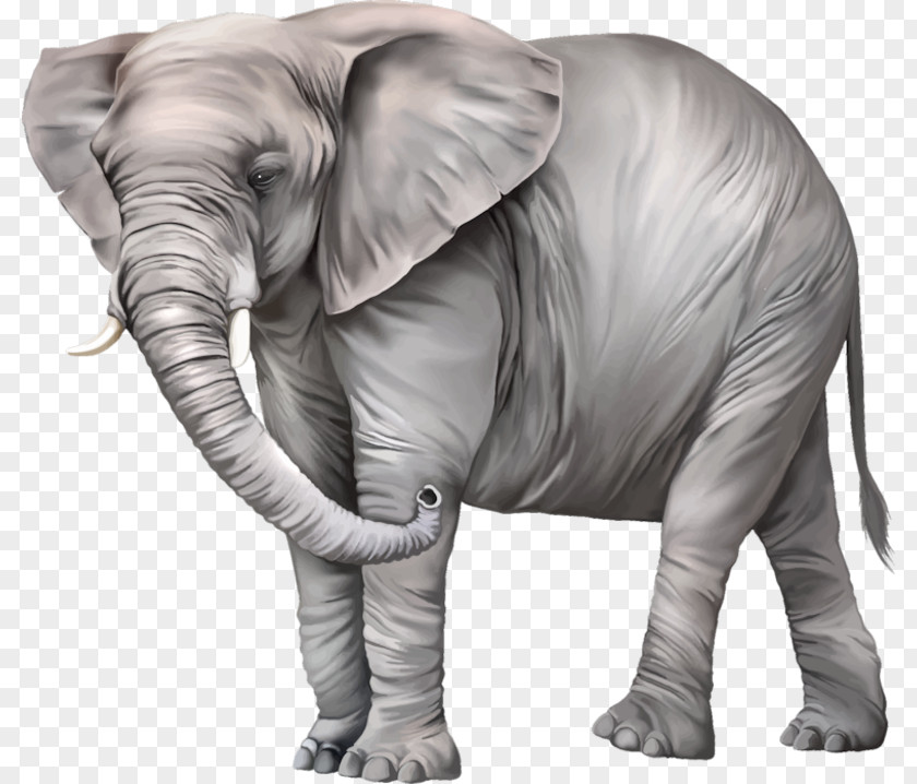 Weight Baby Elephantidae Desktop Wallpaper Clip Art PNG