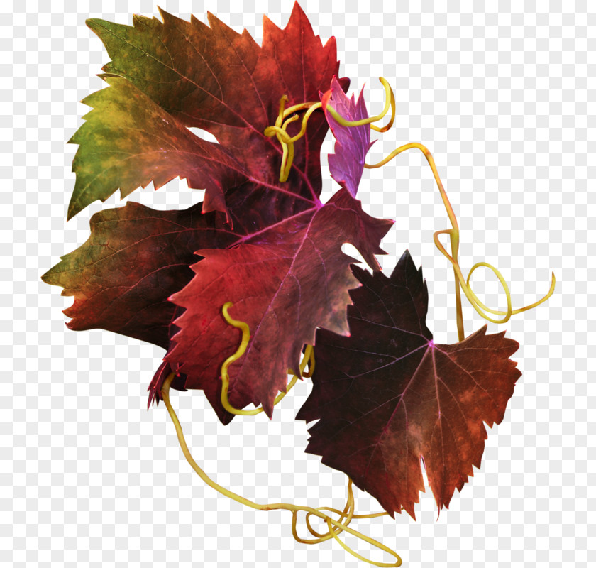 Autumn Grapevines PNG