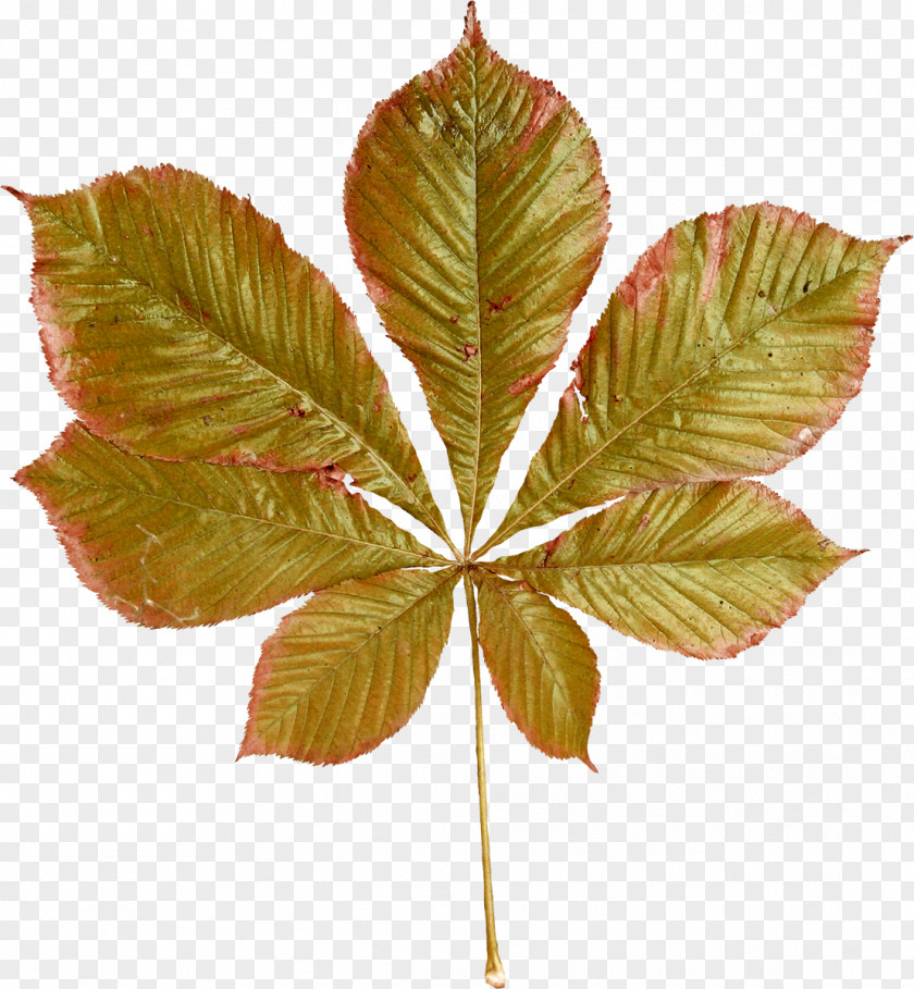 Autumn Leaf Chestnut Clip Art PNG