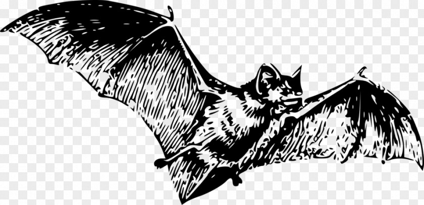 Bats Bat Tattoo Wing PNG