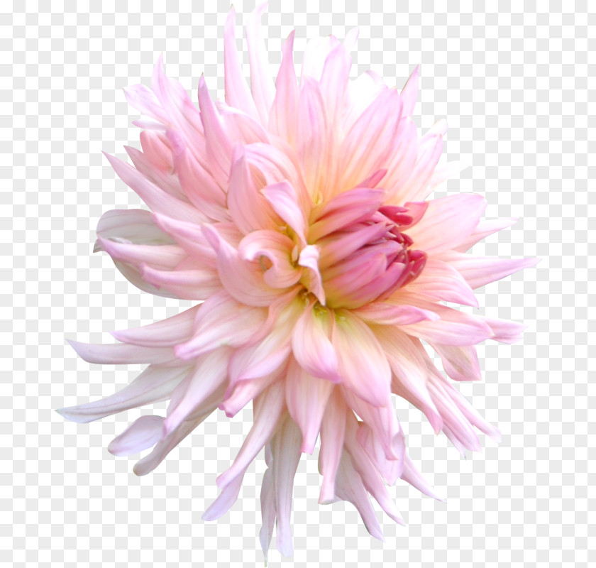 Chrysanthemum Pink Flower PNG