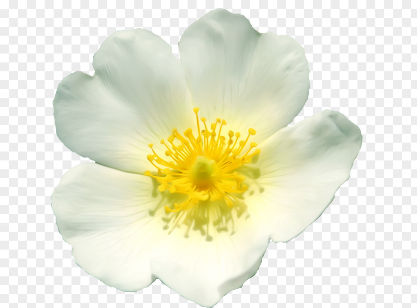Flower Bush White Film Clip Art Petal PNG