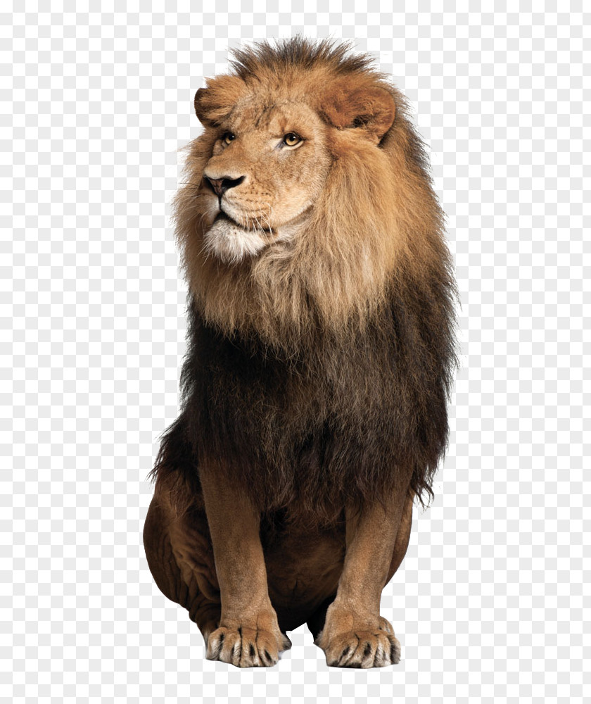 Lion Jaguar Felidae Liger Stock Photography PNG