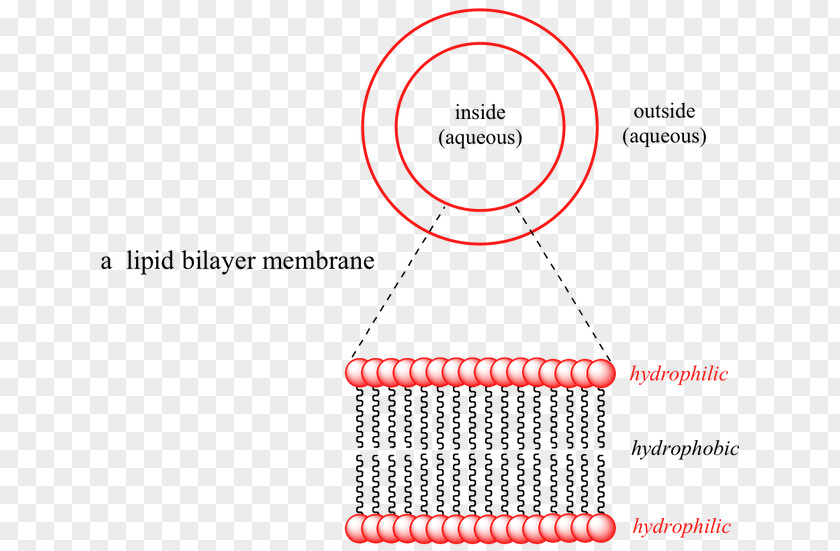 Lipid Bilayer Intermolecular Force Chemistry Molecule PNG