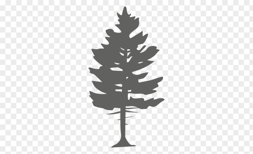 Pine Vector Tree Conifers Spruce PNG