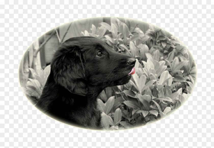 Puppy Dog Breed Sporting Group Retriever PNG