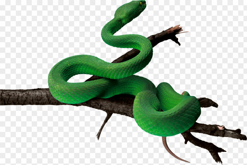 Green Snake Image Anaconda PNG