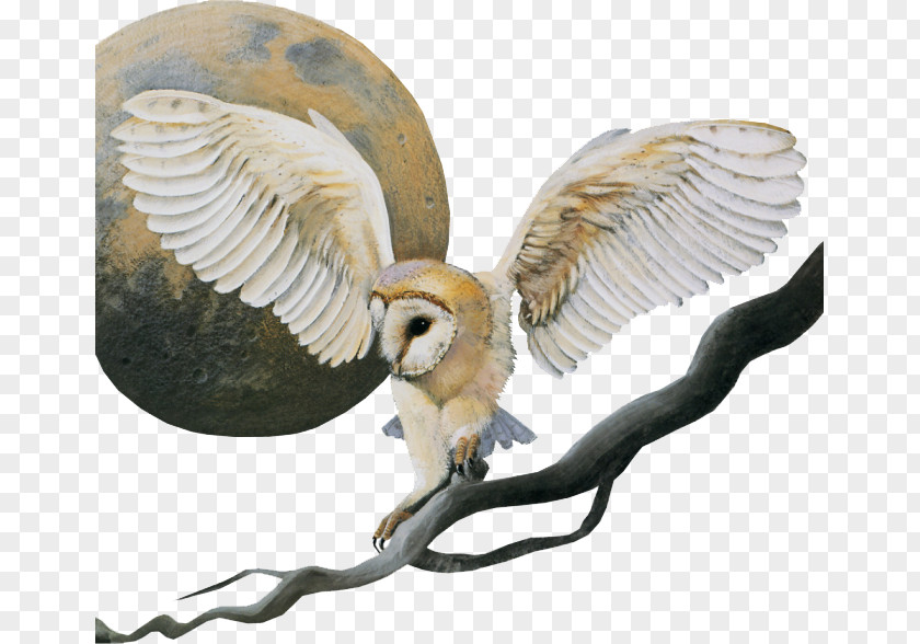 Hand-painted Owl Little Bird PNG