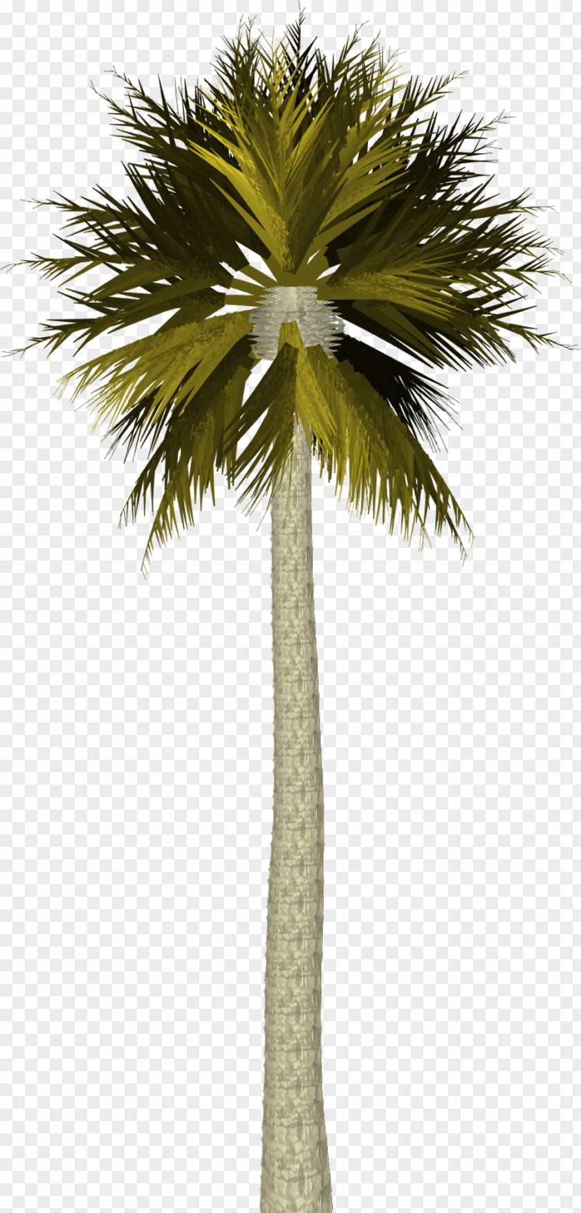 Palm Tree Arecaceae Coconut PNG