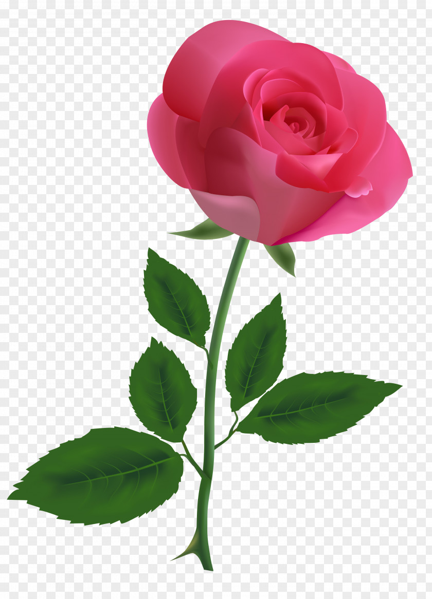 Rose Pink Free Clip Art PNG