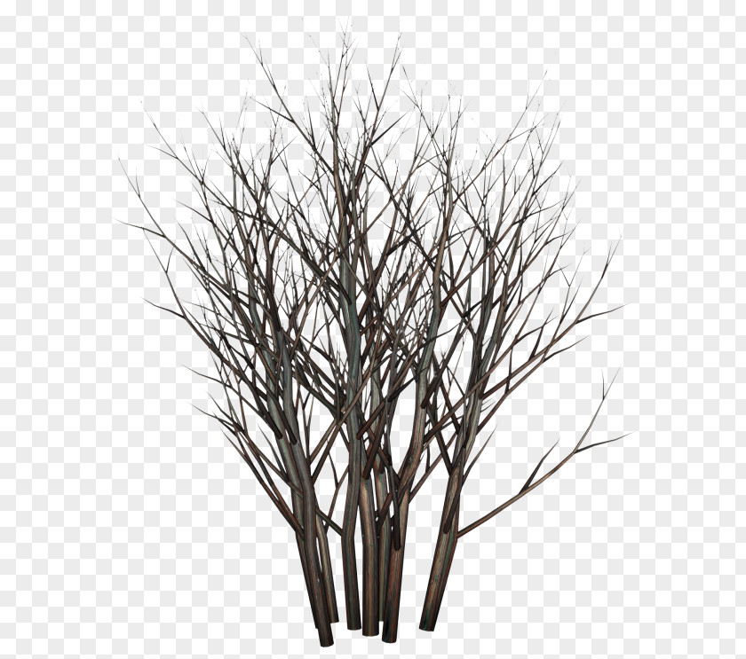 Tree Twig Planting Shrub PNG