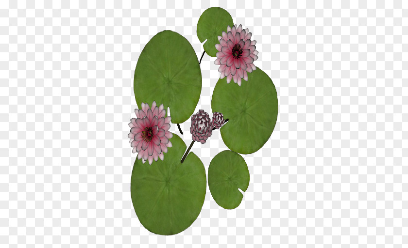 Waterlily Plant Flowerpot PNG