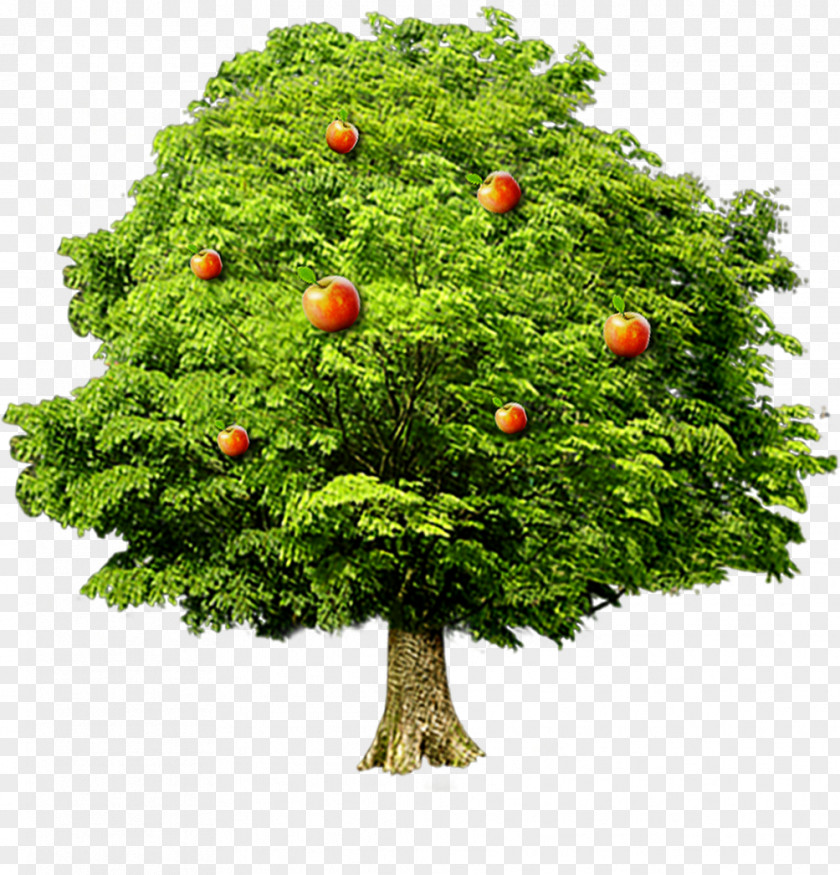 Apple Tree Fruit Computer File PNG