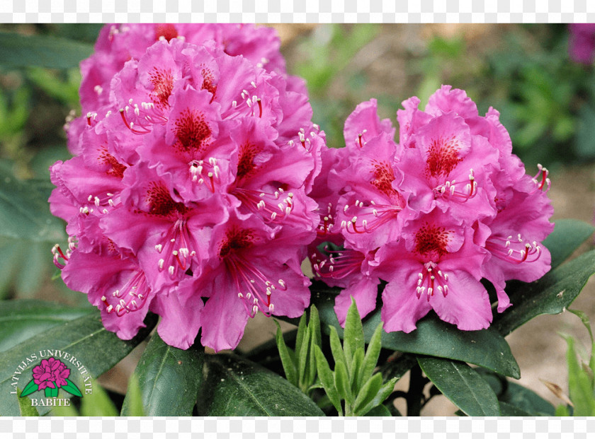 Azalea Rhododendron Annual Plant Herbaceous PNG