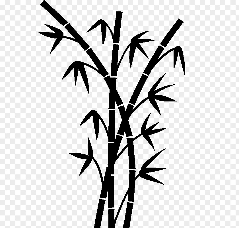 Bambou Drawing Tropical Woody Bamboos Plant Stem PNG