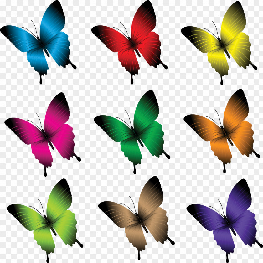 Butterfly Photography Clip Art PNG