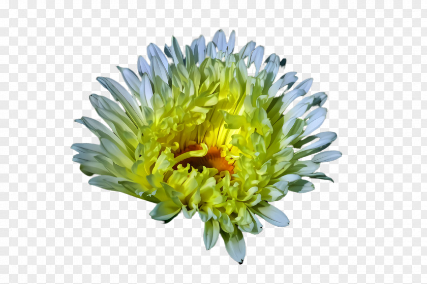 Daisy Family Cut Flowers Flower China Aster Plant Flowering Yellow PNG