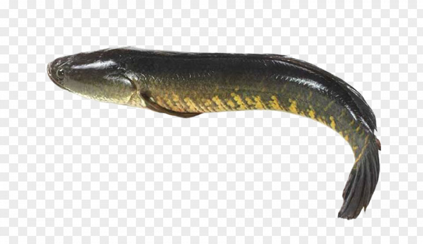 Fish Giant Snakehead Murrel Fishes Of The World Northern PNG