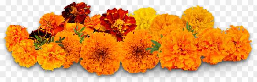 Flower Delivery Puja Petal Marigold PNG
