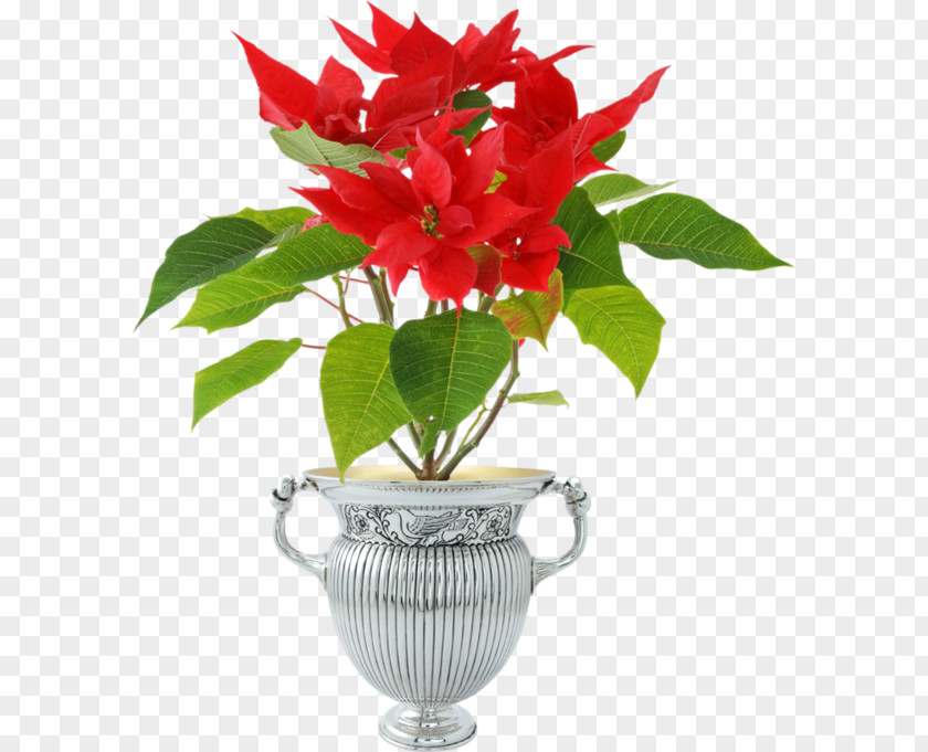 Flower Poinsettia Stock Photography Flowerpot Plant PNG