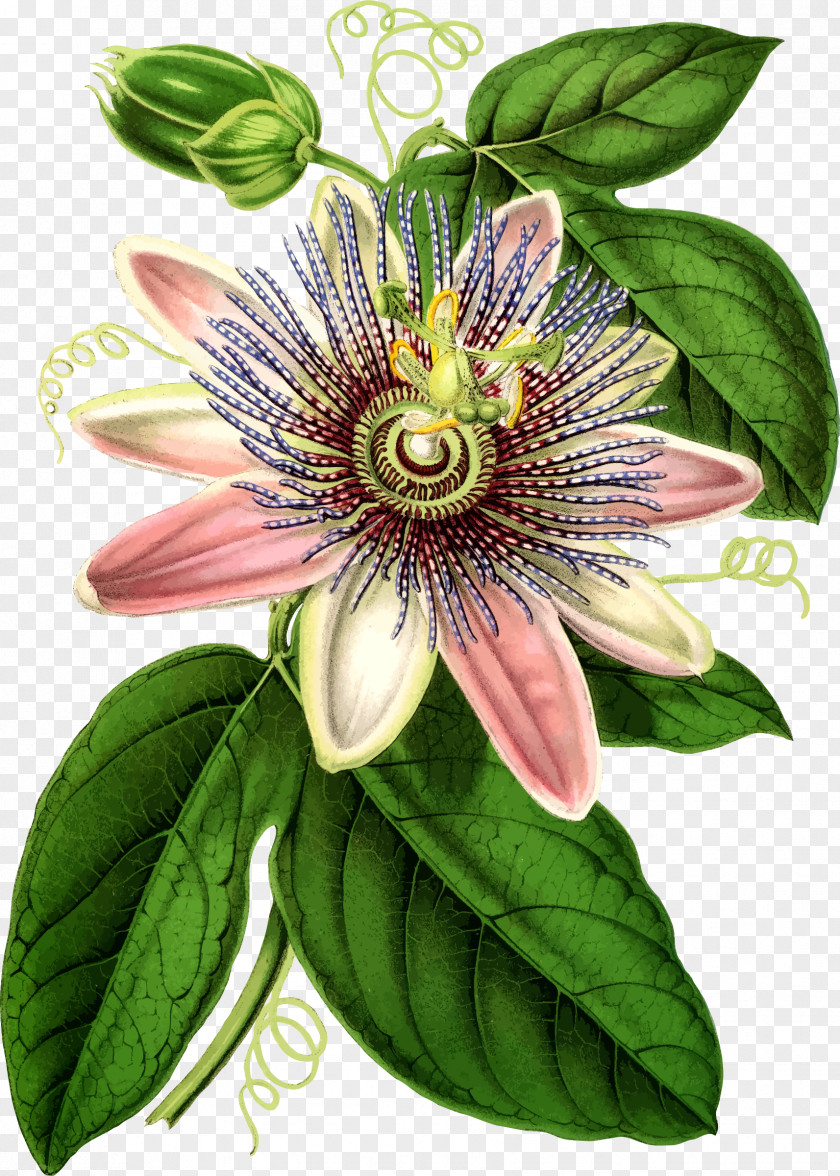 Flower Purple Passionflower Bluecrown Botanical Illustration Botany PNG