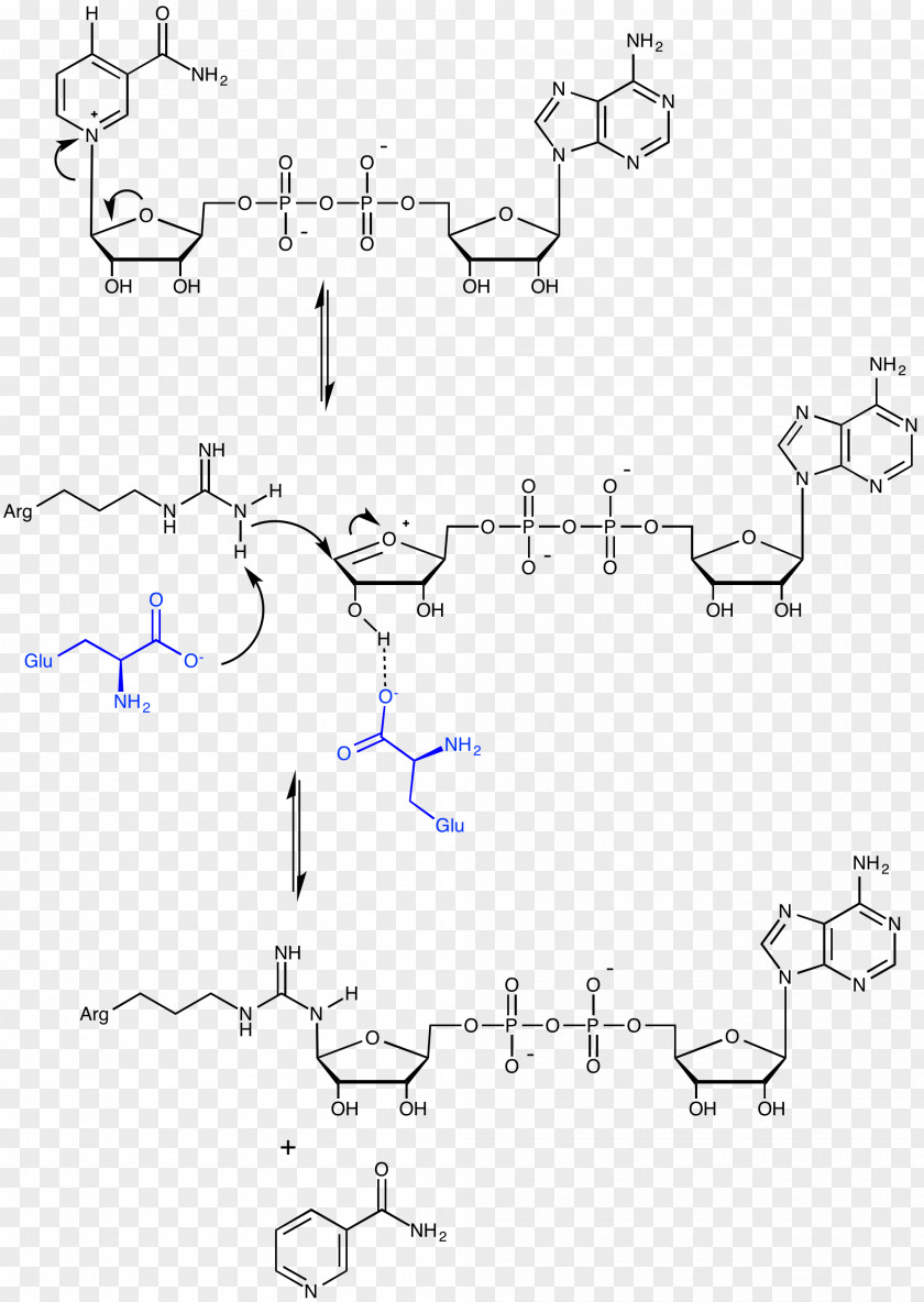 Mechanism ADP-ribosylation Adenosine Diphosphate Poly (ADP-ribose) Polymerase Cholera Toxin PNG