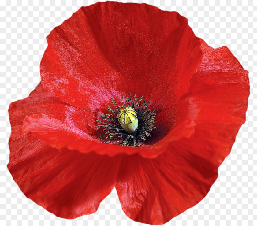 Poppy Flower Clip Art PNG