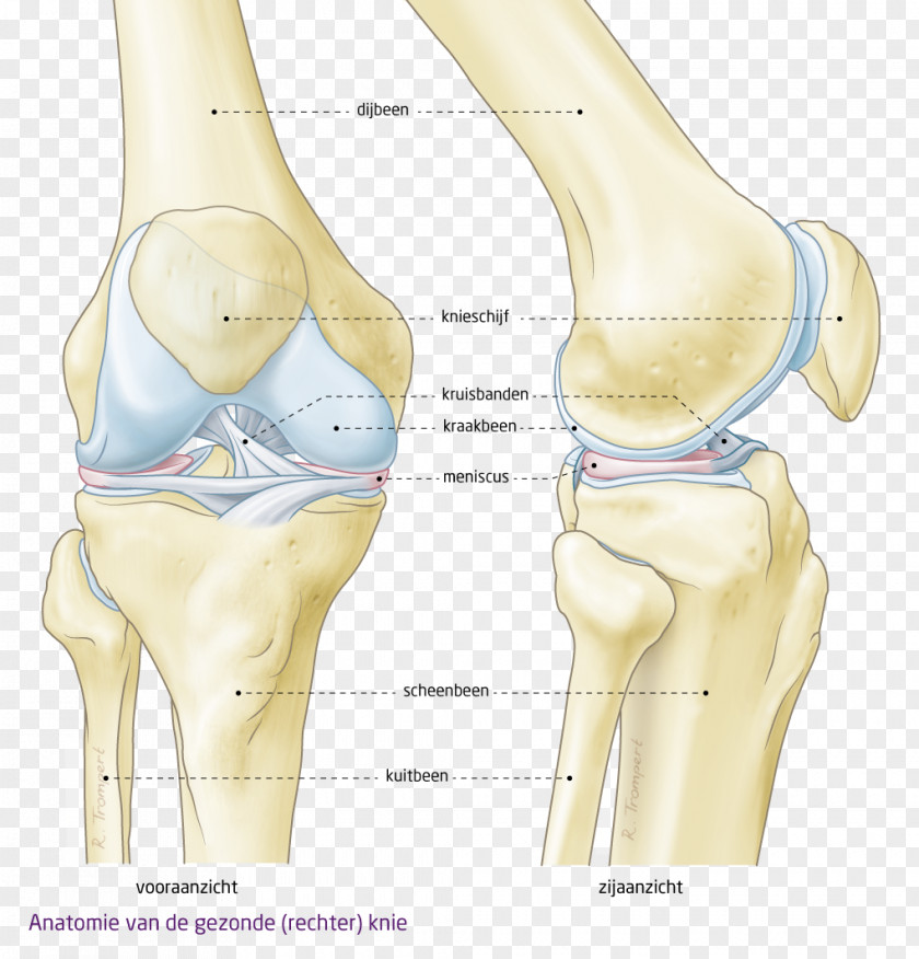 Arm Shoulder Hip Knee Product Design Abdomen PNG