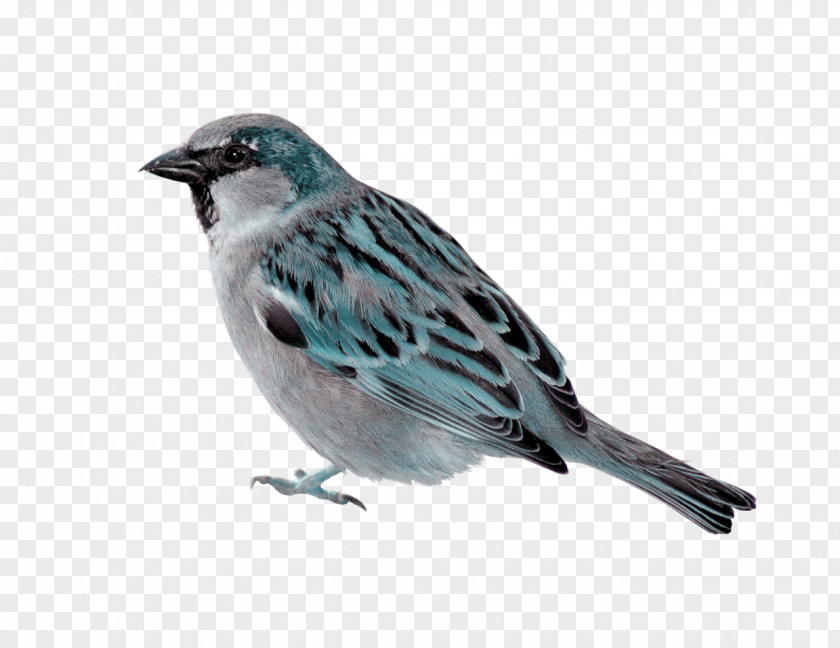 Bird House Sparrow Finches Draw Birds PNG
