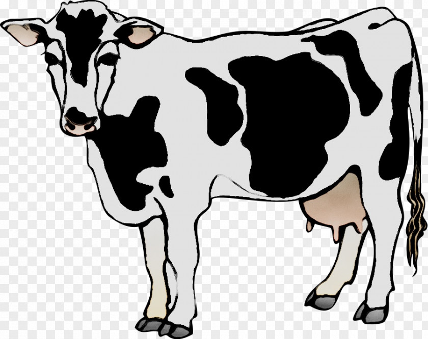 Clip Art Dairy Cattle Angus Holstein Friesian PNG