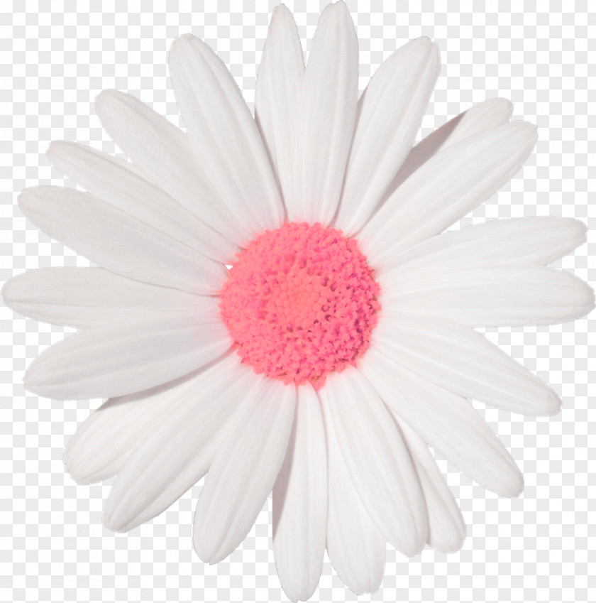 Flower Common Daisy Sticker Wall Decal Transvaal PNG