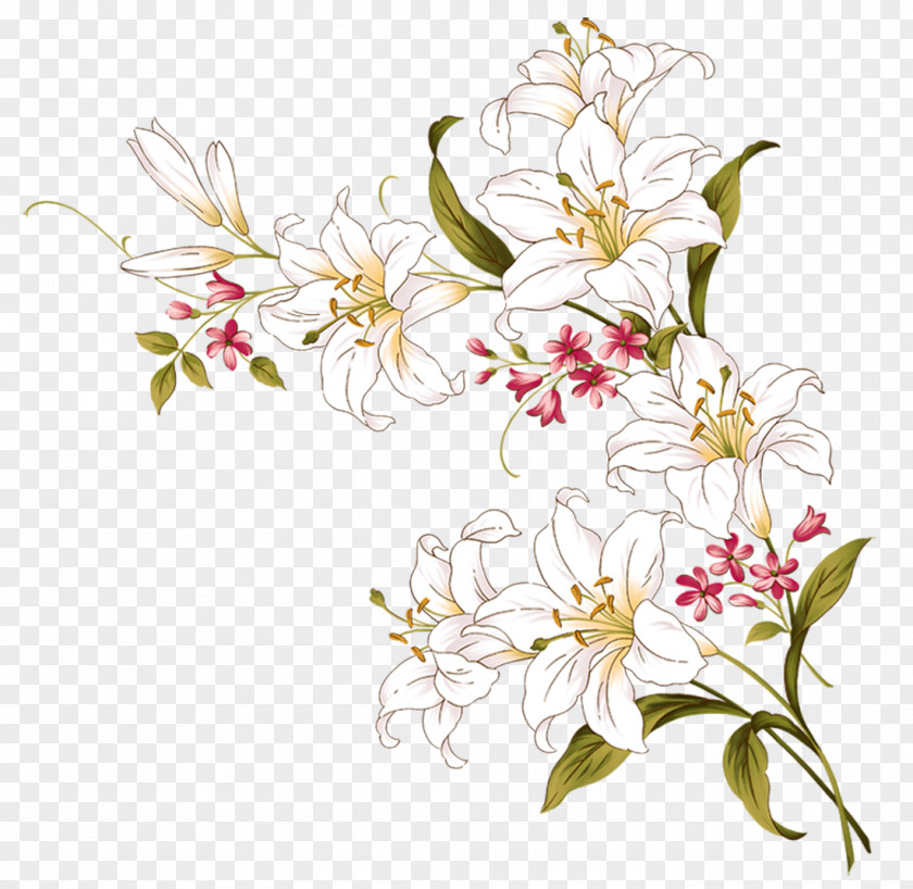 Lily Painting Lilium Drawing PNG