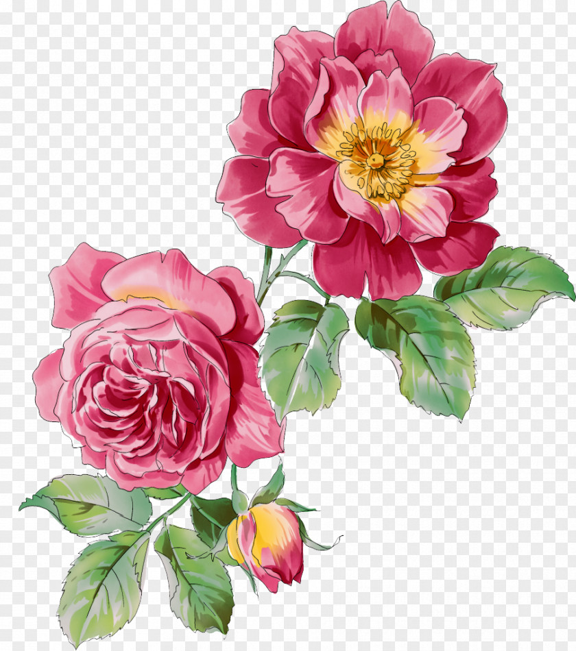 Peony Moutan Paeonia Rockii Clip Art PNG